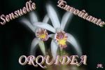 Orquidea